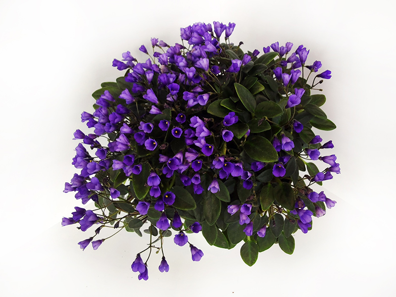 Vallarta Campanas Moradas.jpg