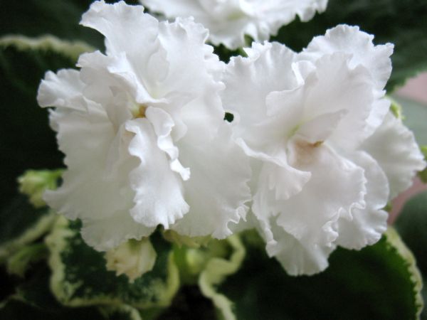 130 068.jpg