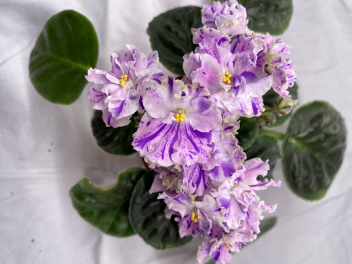 АЕ-Амурчик.jpg