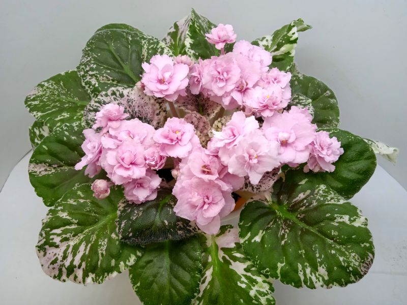Rose Bouquet.JPG