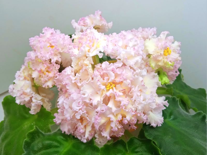 ЛЕ-Злато Скифов.JPG