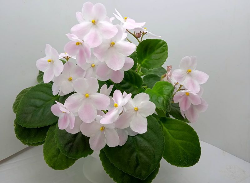 НД-Мурзилка Pink.JPG