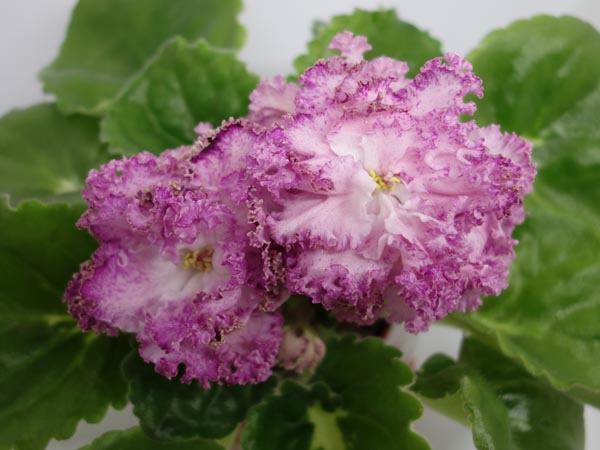 ЛЕ-Медуница.JPG