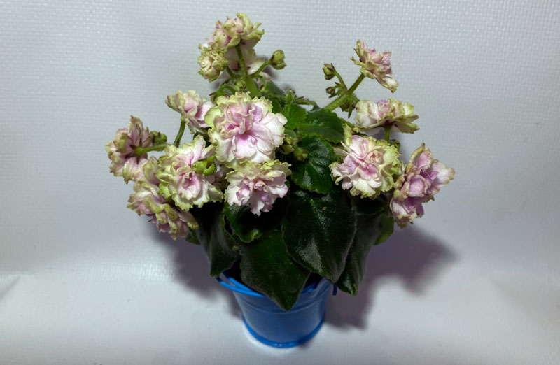 Morgan's-Drifter's-Rose.jpg