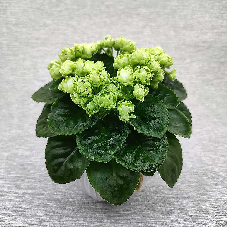 Hunter's Cabbage Goddess (K.Muzalewski)