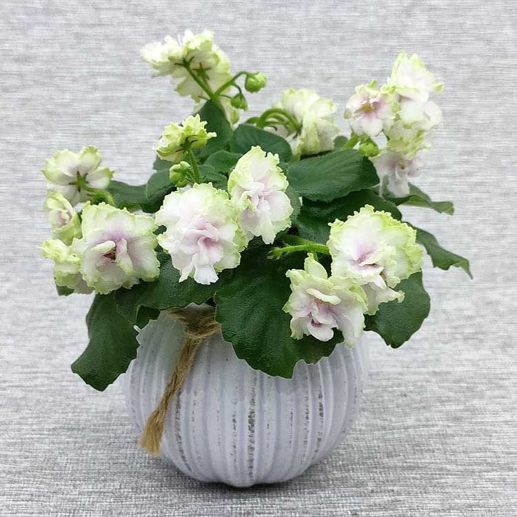 Morgan's Drifter's Rose (C.Eros)