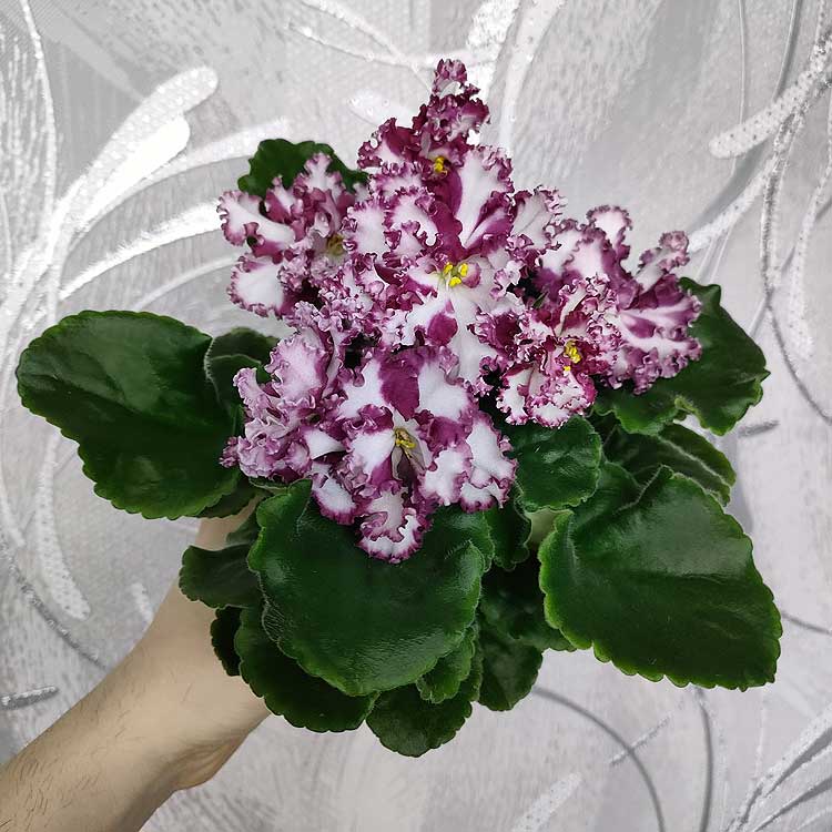 ЛЕ-Взбитые Сливки СПОРТ