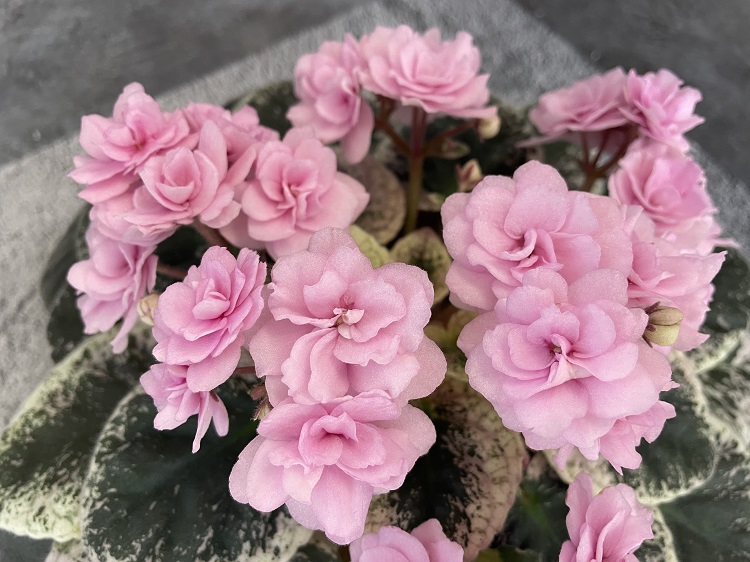 Cajun's Roses Anyone 2.jpg