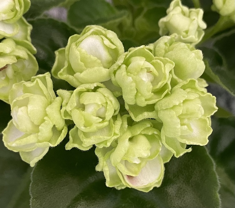 МИНИ. Hunter's Cabbage Goddess 2.jpg