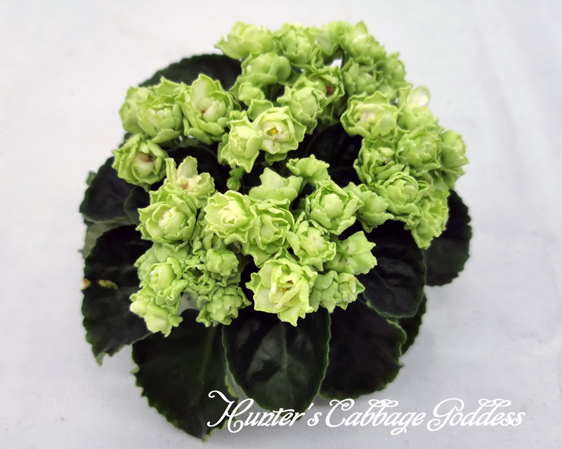 Hunter's-Cabbage-Goddess.jpg