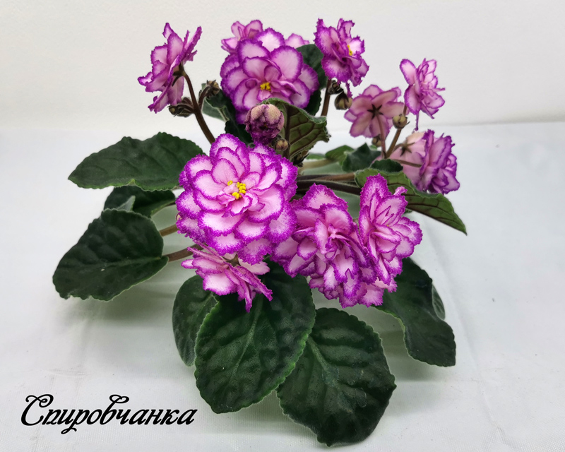 Спировчанка.jpg