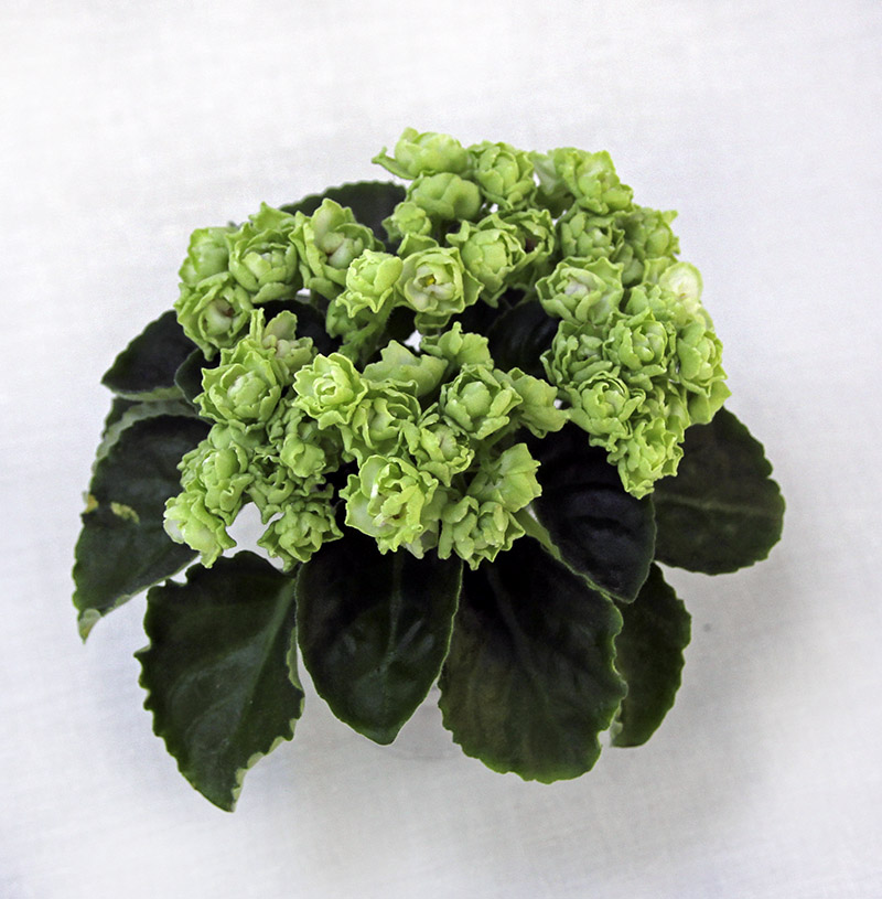 2 место – Hunter's Cabbage Goddess (K. Muzalewski), колл. Ю. Андрусенко