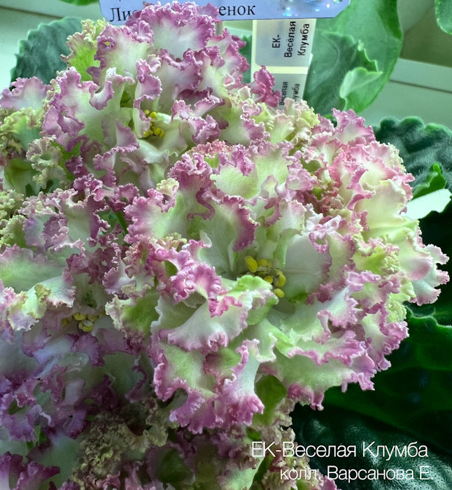 72B3842C-CA4F-48AA-915C-3167FEE0C95B.jpeg