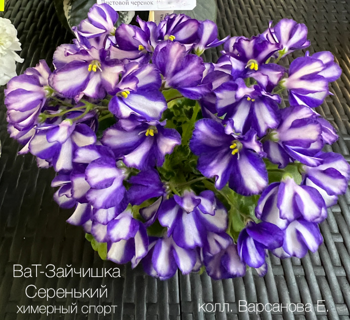 5AE1DE5F-605F-4F01-8F75-0A231CA8FCF5.jpeg