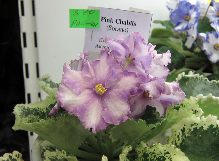 Pink-Chablis.jpg