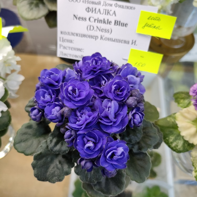 Ness' Crinkle Blue (D.Ness)