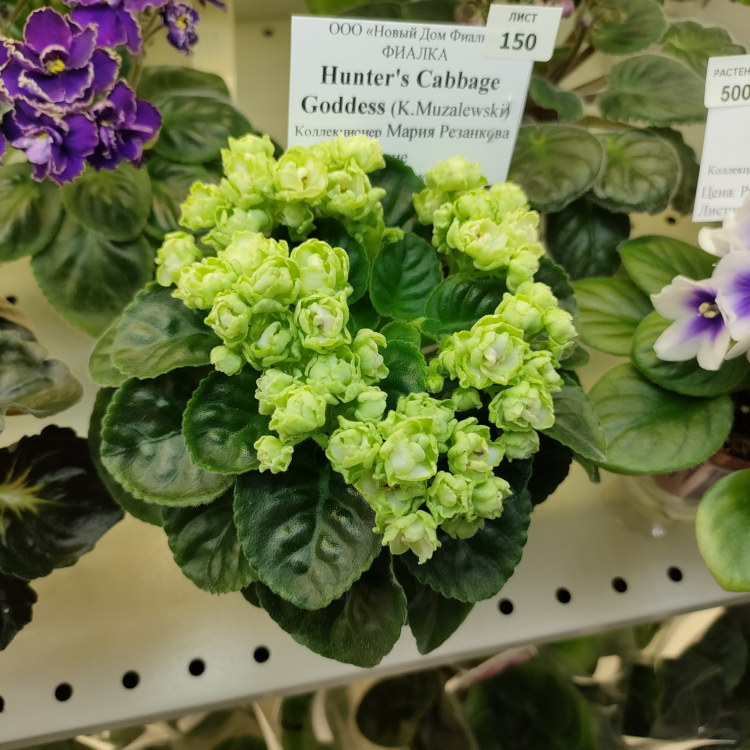Hunter's Cabbage Goddess (K.Muzalewski)