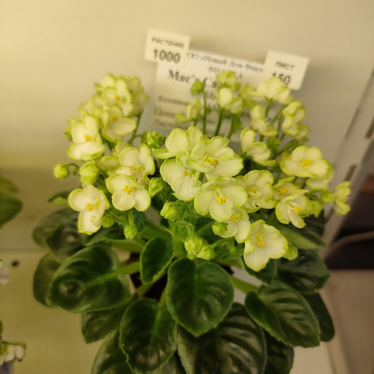 Mac's Callow Fellow (G.McDonald)