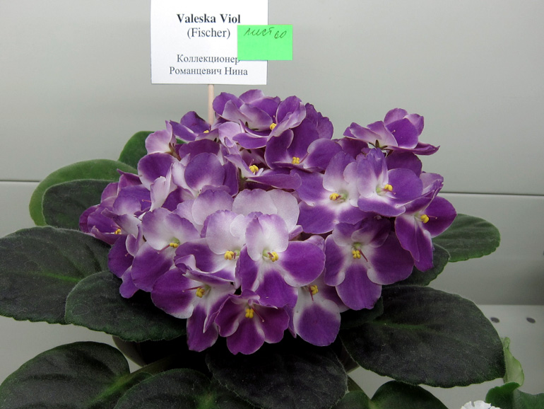 Valeska-Viol.jpg