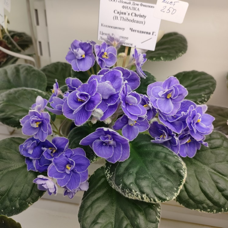 Cajun's Christy (B.Thibodeaux)