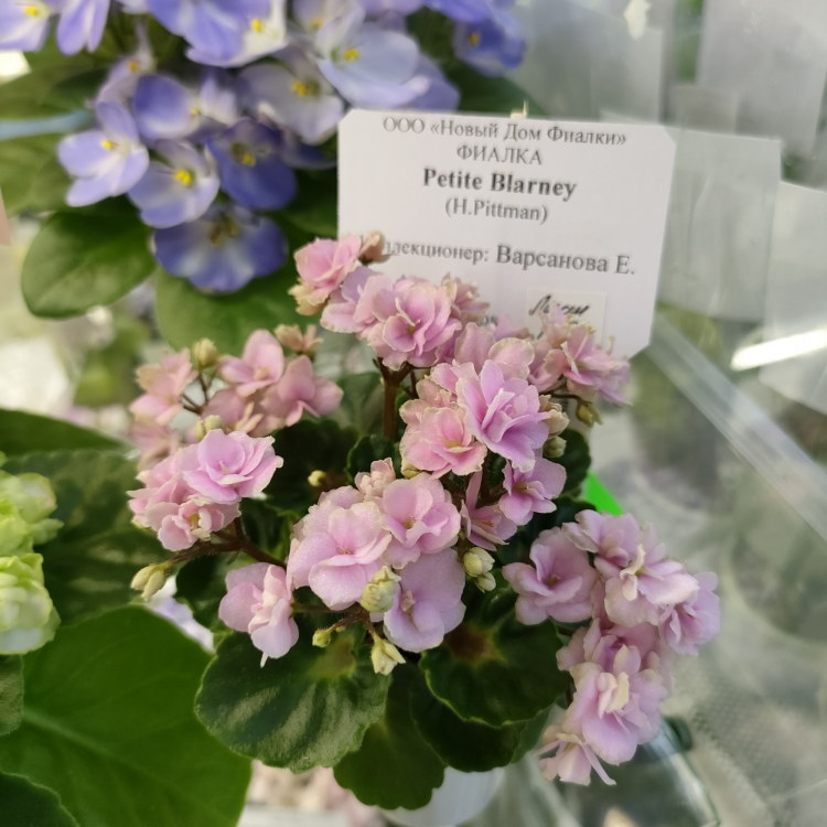 Petite Blarney (H.Pittman)
