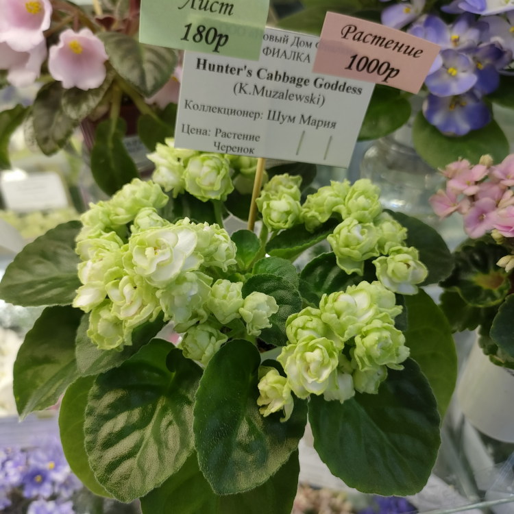 Hunter's Cabbage Goddess (K.Muzalewski)