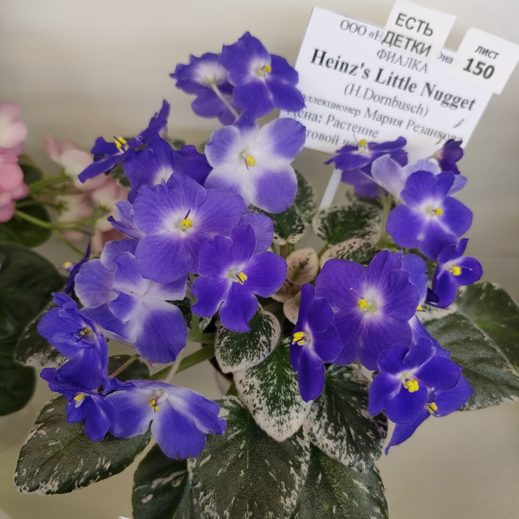 Heinz's Little Nugget (H.Dornbusch)