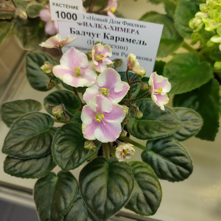 Балчуг Карамель (И.Милехин) ХИМЕРА