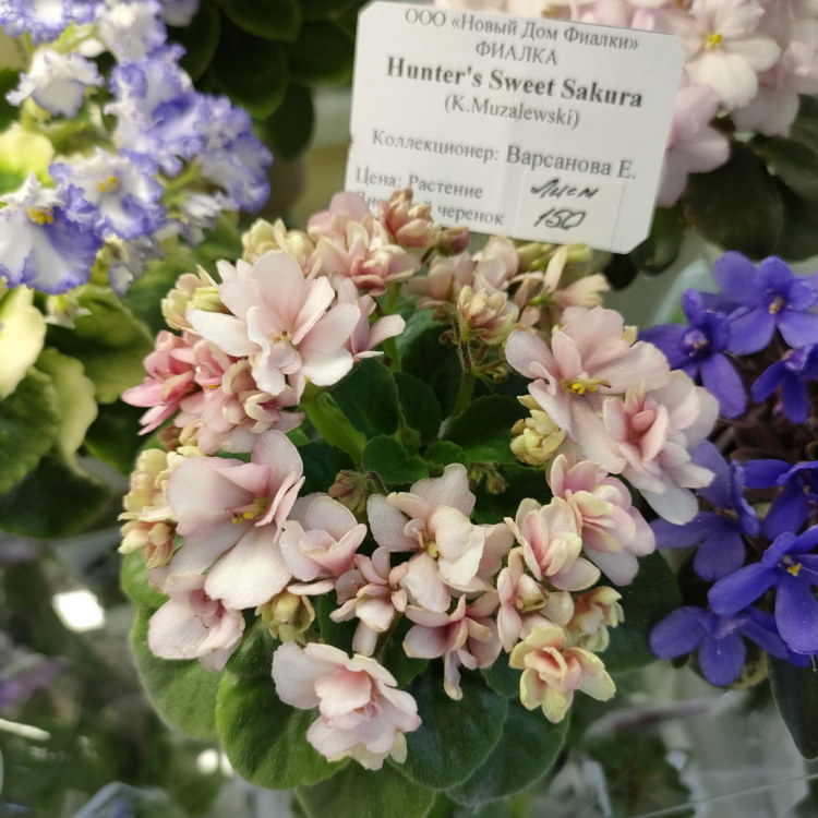 Hunter's Sweet Sakura (K.Muzalewski)