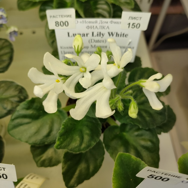 Lunar Lily White (Dates)