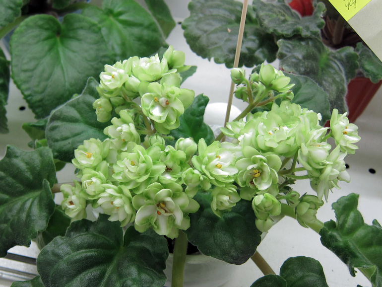 ЛЕ-Купава.jpg