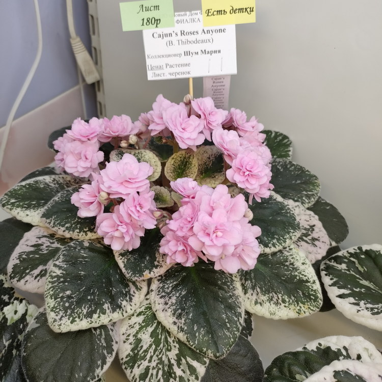 Cajun’s Roses Anyone (B.Thibodeaux)