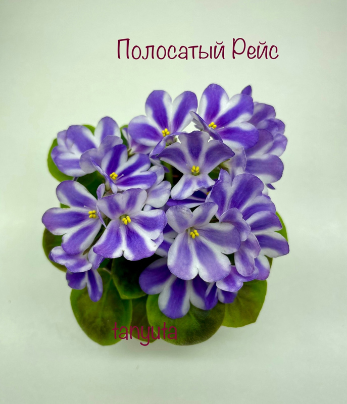 Полосатый Рейс ( Т.Головченко, М. Самохина) от СК Пейзаж в Тумане.jpg
