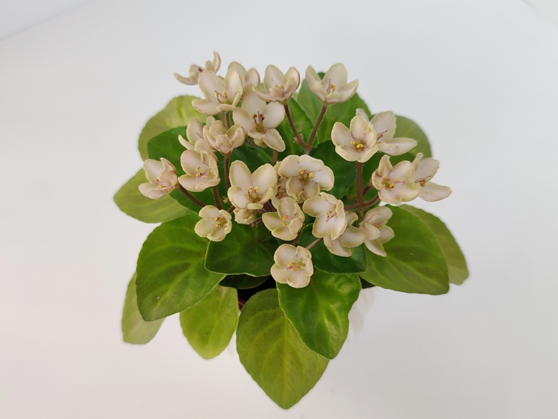Emerald Pink.jpg