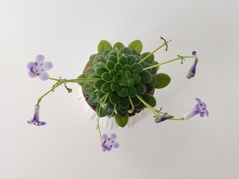 primulina petrocosmeoides.jpg