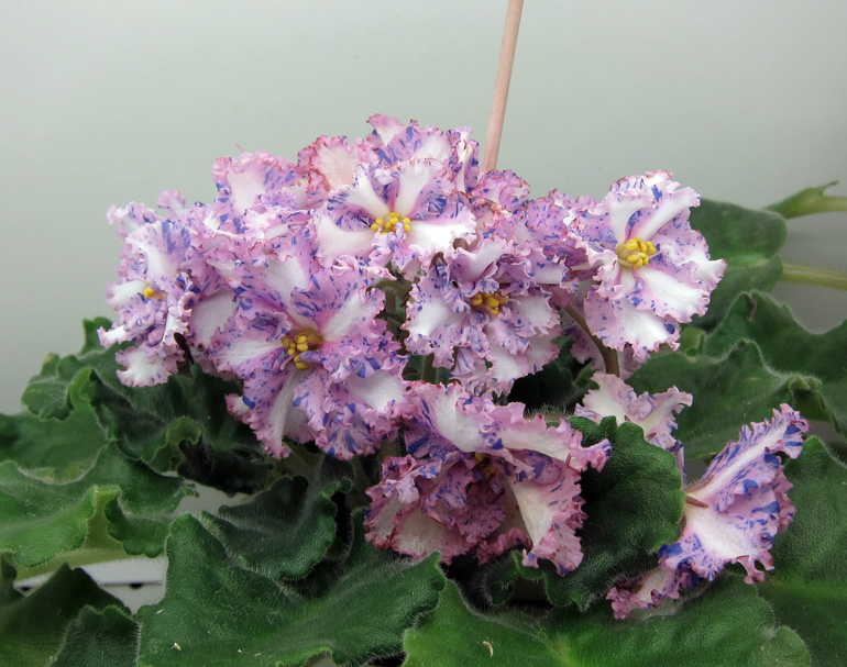 Carnation-Sprinkles.jpg