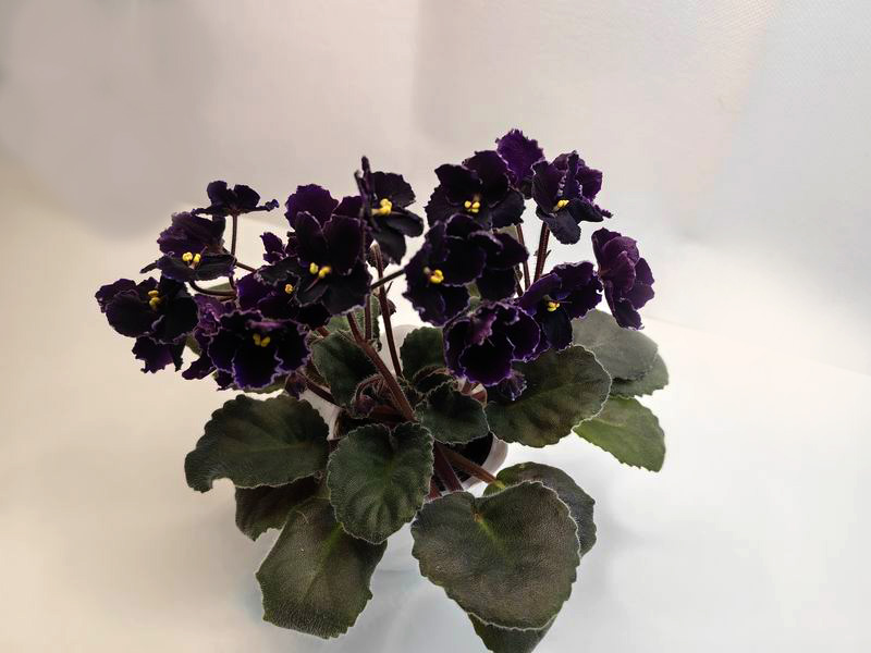Ma`s Black Pearl.jpg