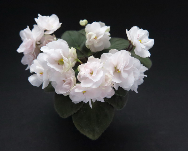 _IMG_3234.JPG