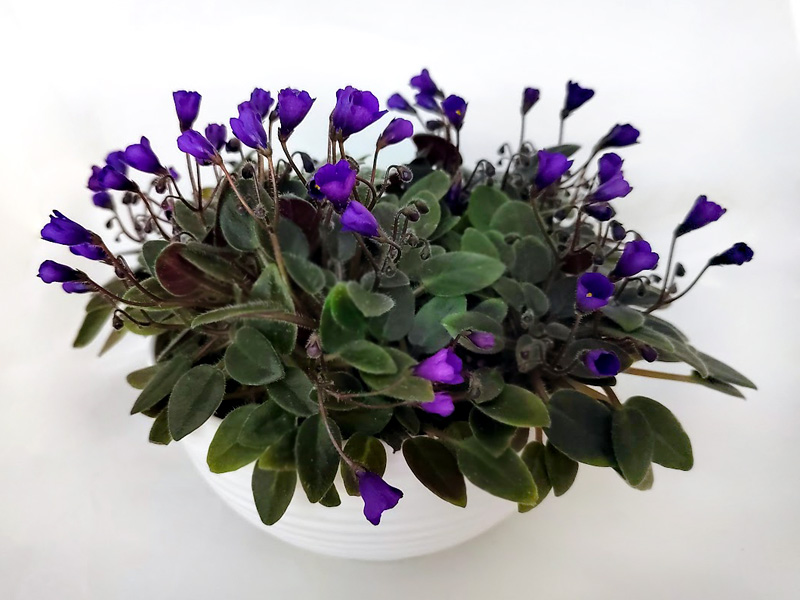 Vallarta Campanas Moradas.jpg