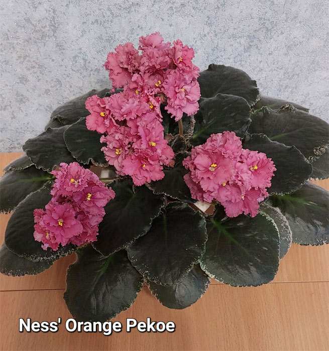 Ness' Orange Pekoe