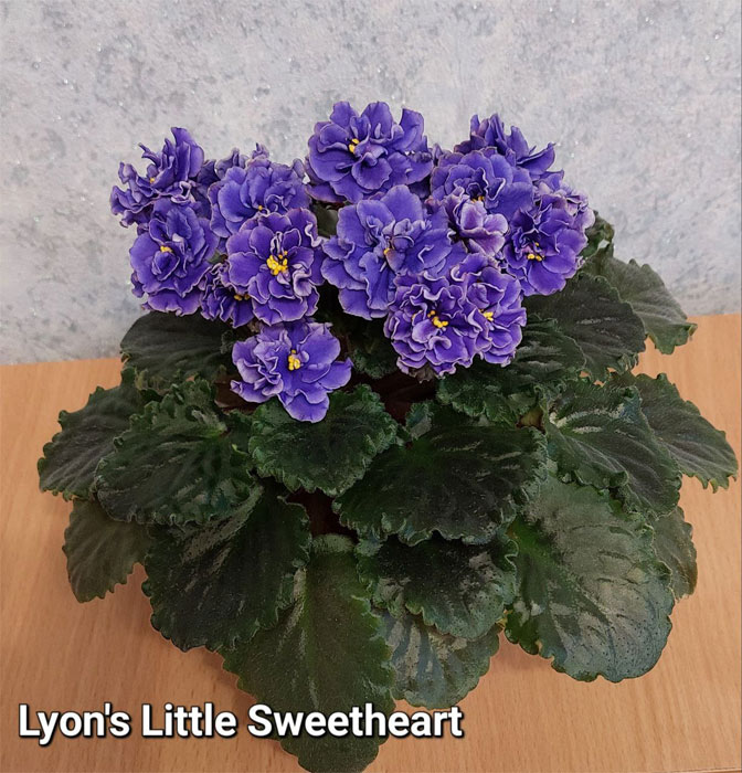 Lyon's Little Sweetheart