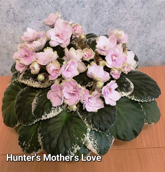 Hunter's Mother's Love