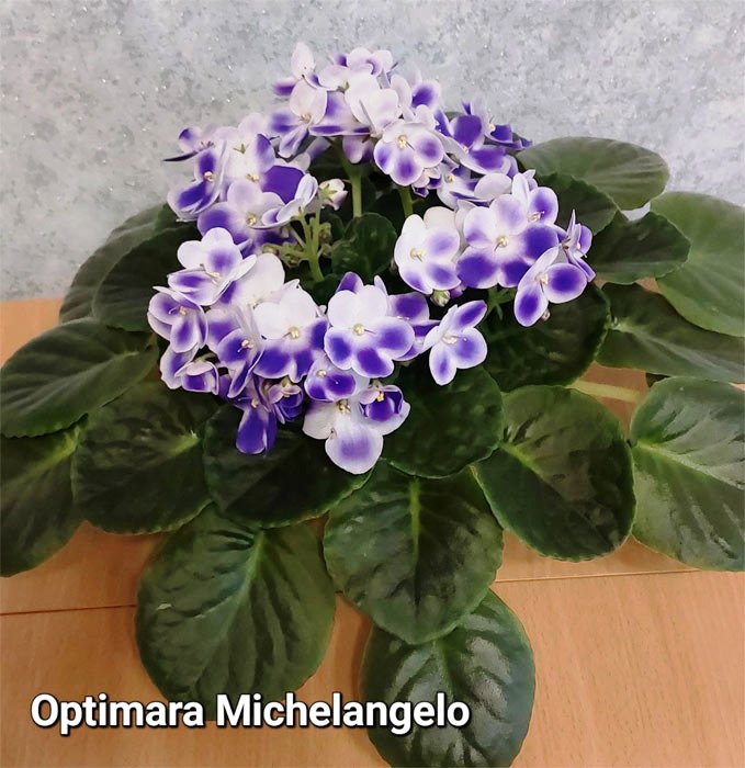 Optimara Michelangelo