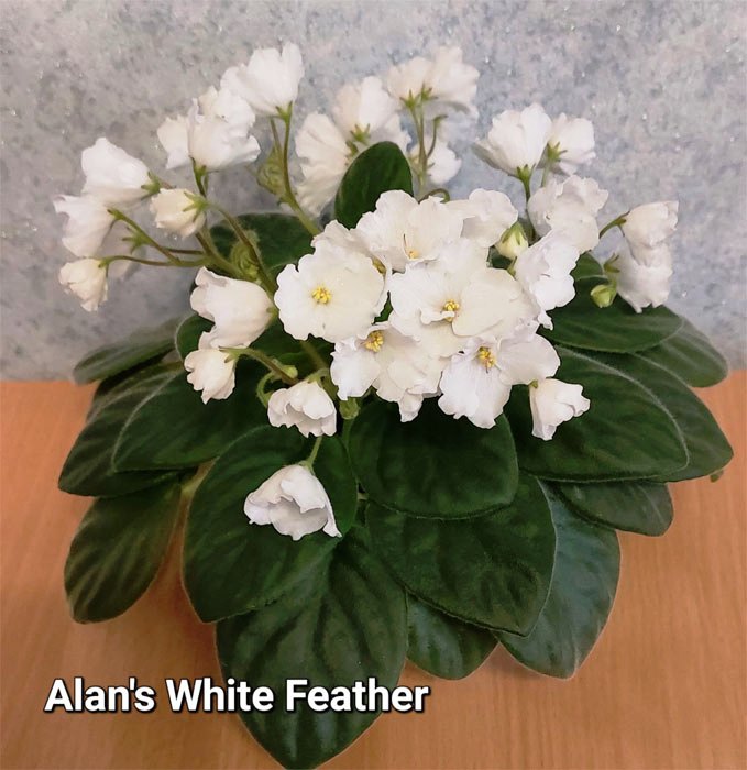 Alan's White Feather