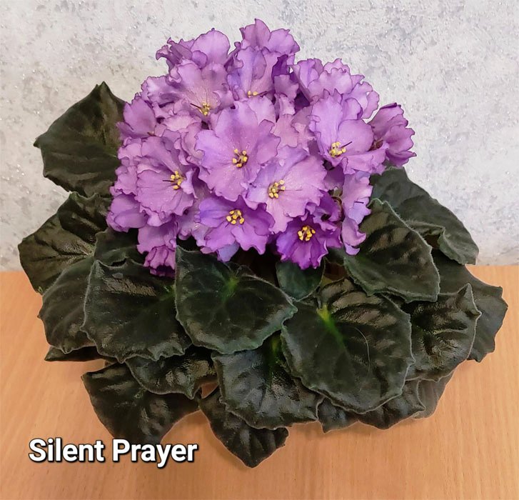 Silent Prayer