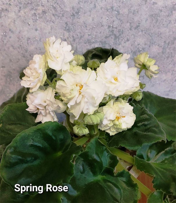 Spring Rose