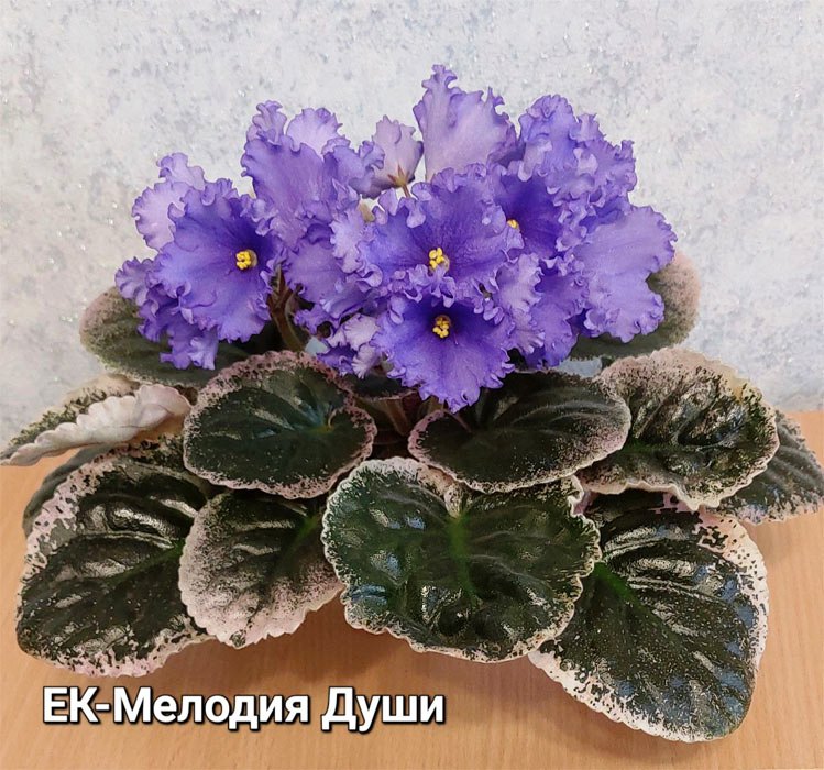 ЕК-Мелодия Души