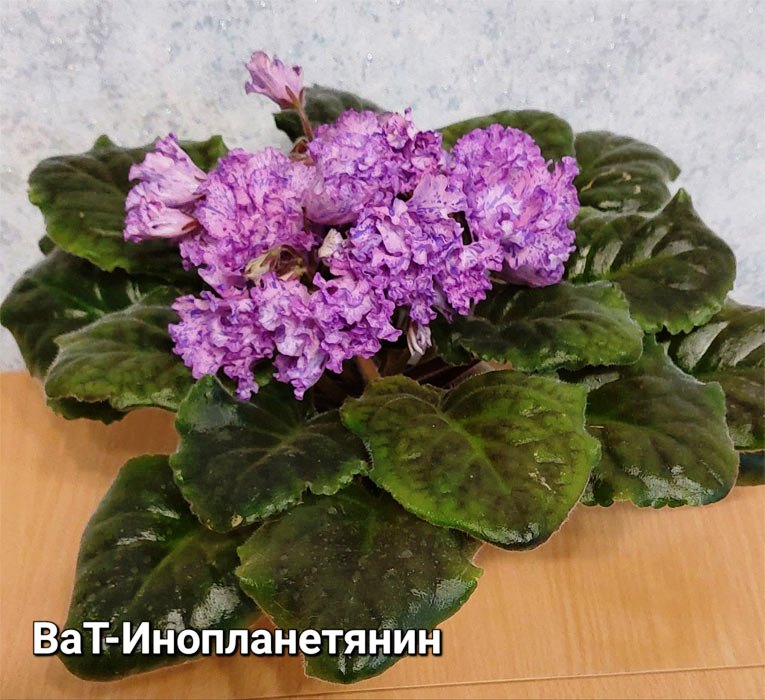 ВаТ-Инопланетянин