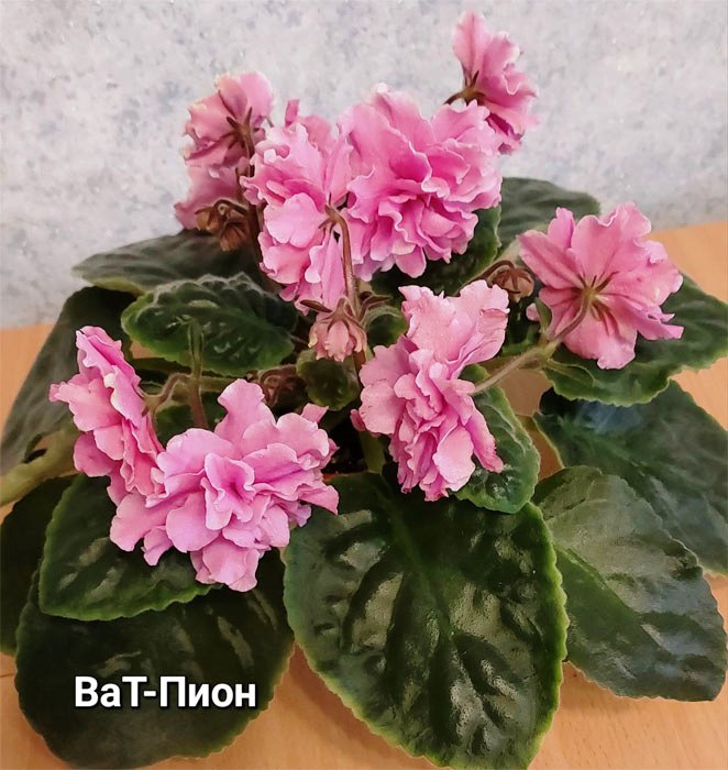 ВаТ-Пион