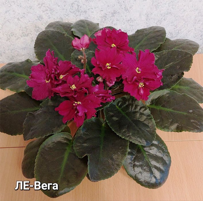 ЛЕ-Вега